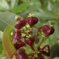 Mischodon zeylanicus Thwaites